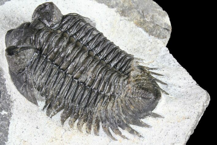 Bargain, Coltraneia Trilobite Fossil - Huge Eyes #86282